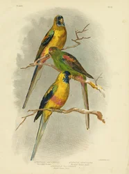 Perruche à ventre jaune, 1891